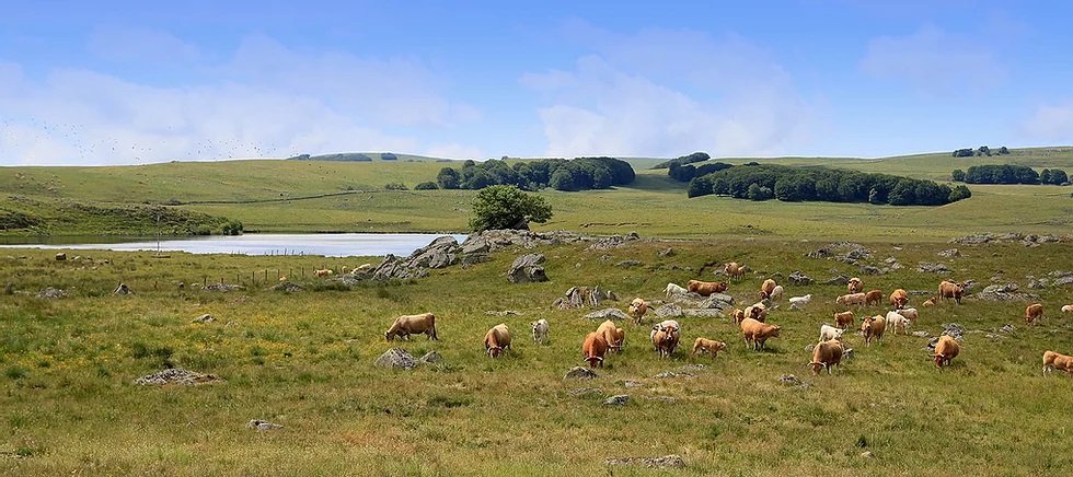 Aubrac
