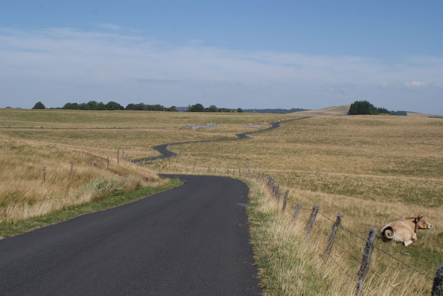 aubrac