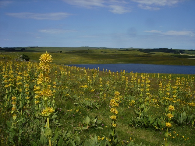 aubrac