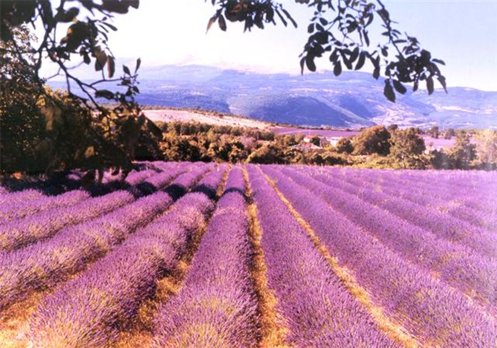 Mont Ventoux (Noordzijde)